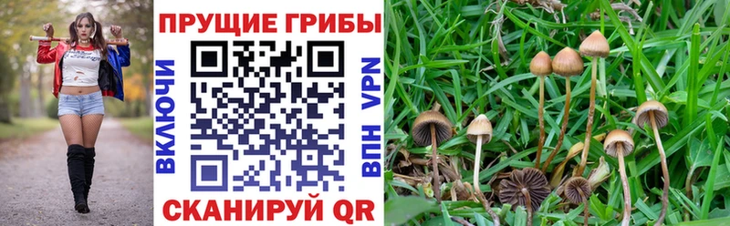 Галлюциногенные грибы Magic Shrooms Каневская